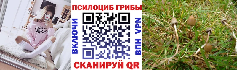 Псилоцибиновые грибы Cubensis  наркошоп  Чебоксары 